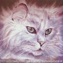Cat Portrait -white  Persian cat
