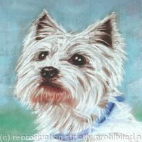 Dog Portrait - Buster , West Highland Terrier