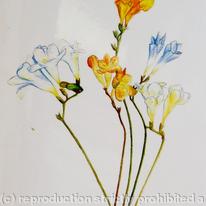 Freesias