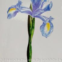 Blue Iris