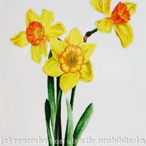 Daffodils