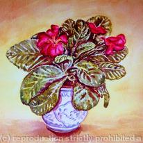 Primulas 