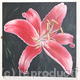 Stargazer Lily Flower | ¥25500 | | Acrylic Stargazer Lily Flower