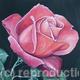 Devon Rose, small red…
