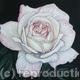 Devon Rose, small cream…