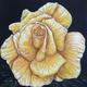 Devon Rose, yellow flower