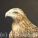 Bird of prey -Golden…