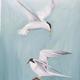 Bird of the Sea - Seagulls