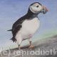 Bird of the Sea - Puffin