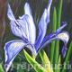 Blue Iris Flower