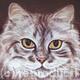 Cat Portrait - Lucy…