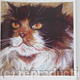 Cat Portrait - Ruby,…