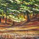 Sunlit Woods, Etherow,…