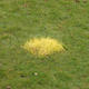 Grass square
