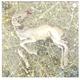 Untitled (The lamb died),… | | 46 x 46cm | Acrylic on 3 layers of acrylic sheet with stainless steel spacers Untitled (The lamb died),…