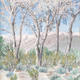Winter Cottonwoods