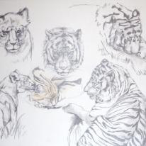 Felines