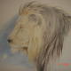 Lion | £200 | 30 x 42cm | Colour pencil on papter Lion