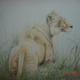 Lioness | £120 | 55 x 5cm | Colour Pencil Lioness