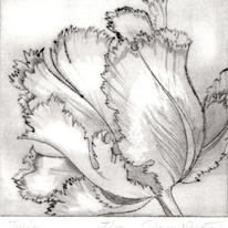 Tulip