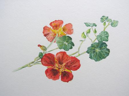 Nasturtium