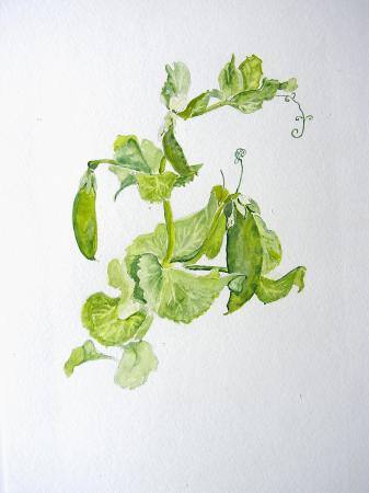 Garden Pea