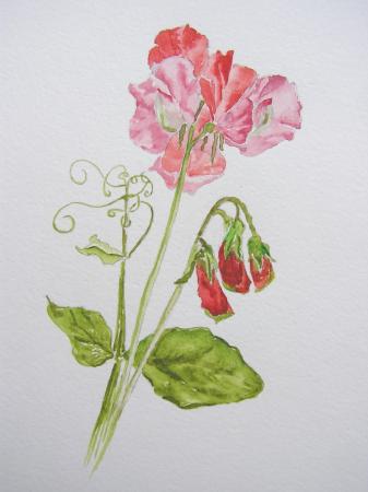 Sweet Peas