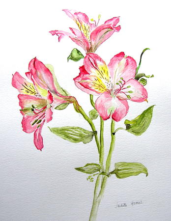 Alstroemeria