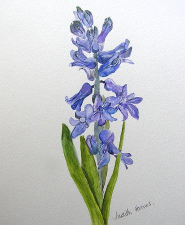 Hyacinth