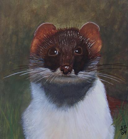 Mr Stoat