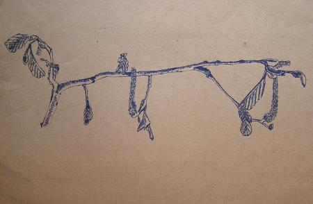 Beech twig