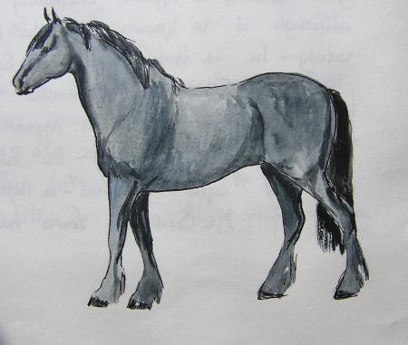 A Fell is a fine Pony