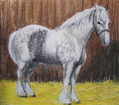 A Shire Heavy Horse