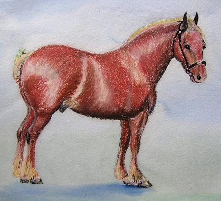 A young Suffolk Punch