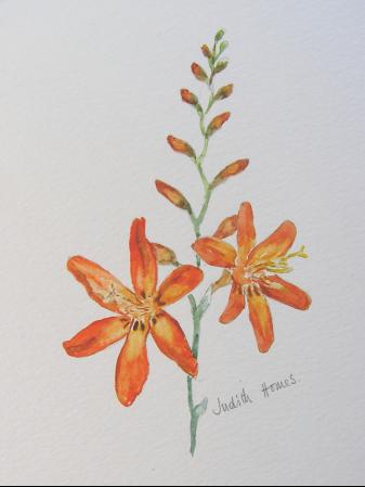 Montbretia