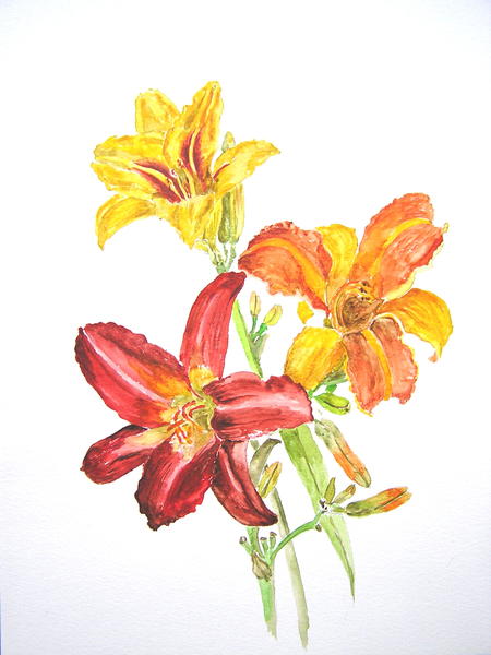 Day Lillies