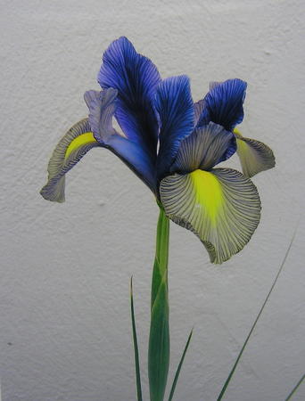 Bearded Iris