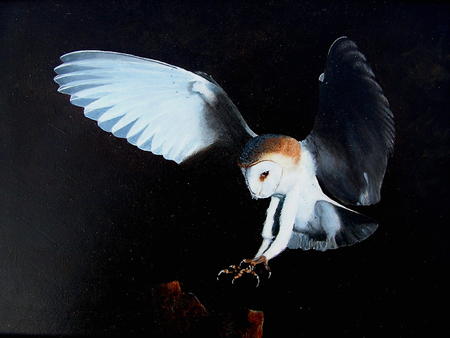 Owl on the prowl