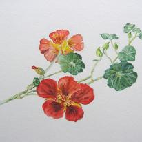 hidden Nasturtium