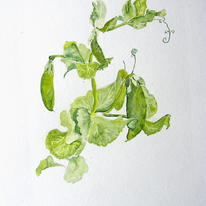 Garden Pea