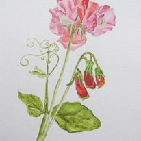 Sweet Peas
