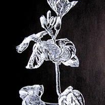 Geranium tip