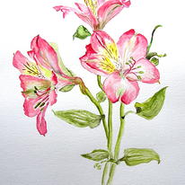 Alstroemeria