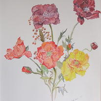 Poppies