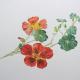Nasturtium