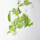 Garden Pea