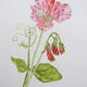 Sweet Peas