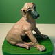 Great Dane puppy | | | Strengthened clay Great Dane puppy