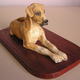 Great Dane, Charis