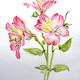 Alstroemeria